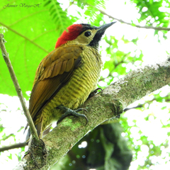 Colaptes rubiginosus