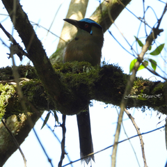 Momotus aequatorialis