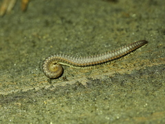 Tynommatidae