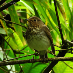 Catharus ustulatus