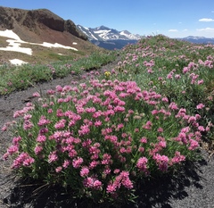 Trifolium attenuatum