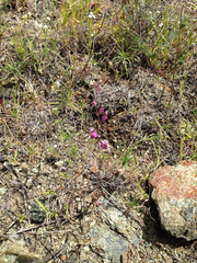 Streptanthus glandulosus glandulosus