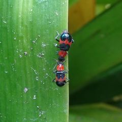 Dicranolaius cinctus