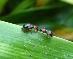 Dicranolaius cinctus