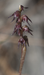 Genoplesium despectans
