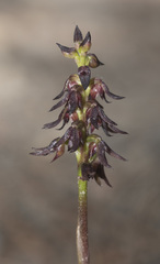 Genoplesium despectans
