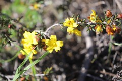 Hibbertia gracilipes