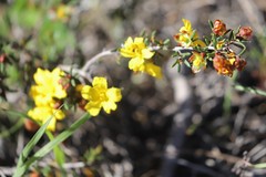 Hibbertia gracilipes