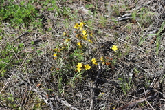 Hibbertia gracilipes