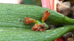 Acianthera chrysantha