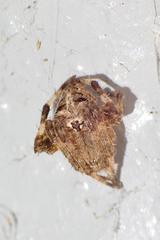 Neoscona multiplicans