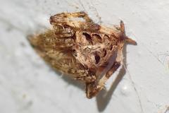 Neoscona multiplicans