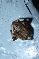 Neoscona multiplicans