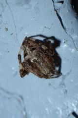 Neoscona multiplicans