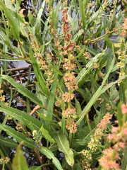 Rumex bidens