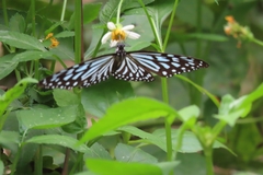Ideopsis vulgaris macrina