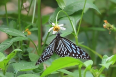 Ideopsis vulgaris macrina