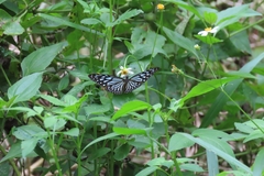 Ideopsis vulgaris macrina