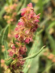 Rumex bidens