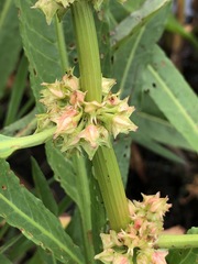 Rumex bidens