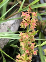 Rumex bidens