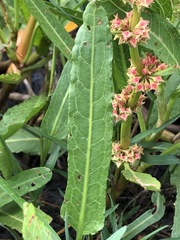Rumex bidens