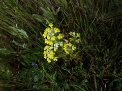 Triphysaria versicolor