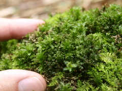 Mnium spinosum