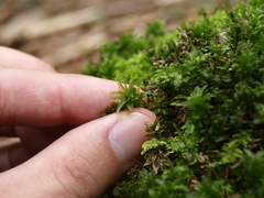 Mnium spinosum