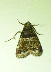 Orthaga thyrisalis