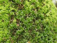 Mnium spinosum