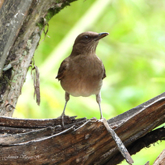 Turdus ignobilis