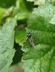 Dilophus nigrostigma