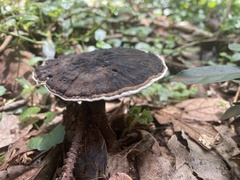 Sanguinoderma rugosum