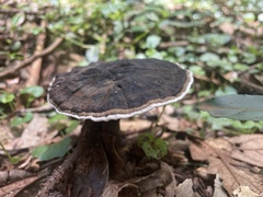 Sanguinoderma rugosum