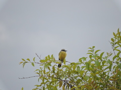 Tyrannus albogularis