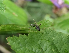 Dilophus nigrostigma