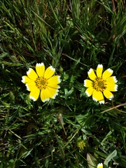 Layia chrysanthemoides