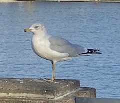 Larus delawarensis