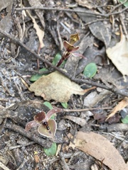 Chiloglottis gunnii