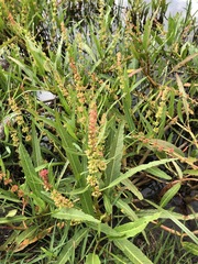 Rumex bidens