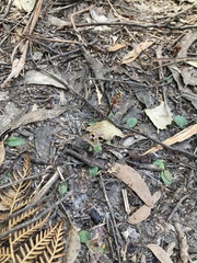 Chiloglottis gunnii