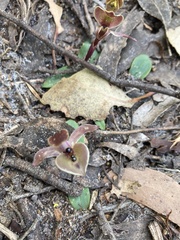 Chiloglottis gunnii