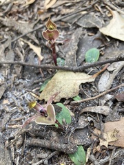 Chiloglottis gunnii