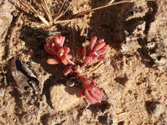 Phemeranthus brevifolius