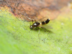 Cricotopus bicinctus