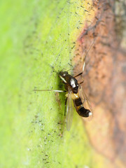 Cricotopus bicinctus