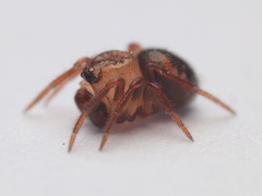 Phycosoma oecobioides