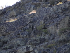 Centrocercus minimus