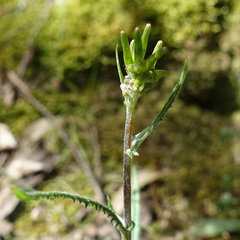 Senecio prenanthoides